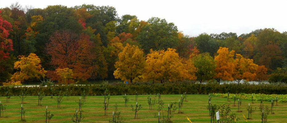 Anderson Orchard