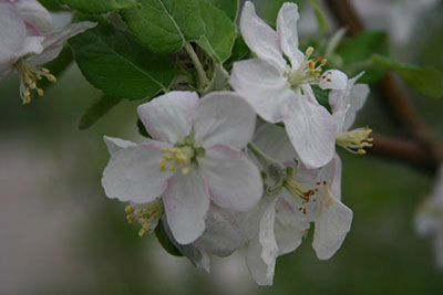 Flower blossom on fruit tree at Anderson Orchard in Mooresville, Indiana