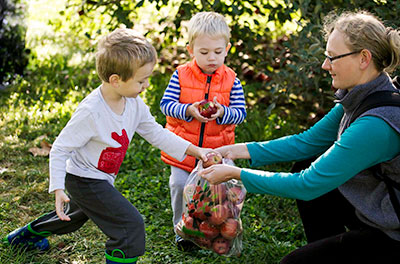 Picture of two young boys picking apples with their mother
